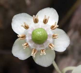 Spotted Wintergreen200 Seeds  