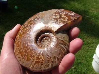 Translucent BIG Suture AMMONITE FOSSIL w/Ammolite 124mm  