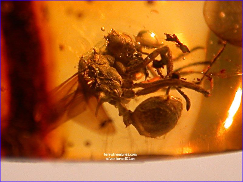   The First Fossil Queen Leaf Cutter Ant in Dominican Amber  