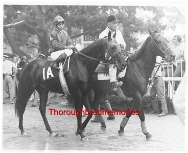 Sham 1973 Belmont Stakes Post Parade Photo Secretariat  