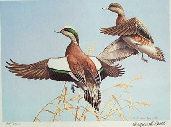 Texas Duck Set,Texas Saltwater Stamp Print Set, John Cowan,Texas 