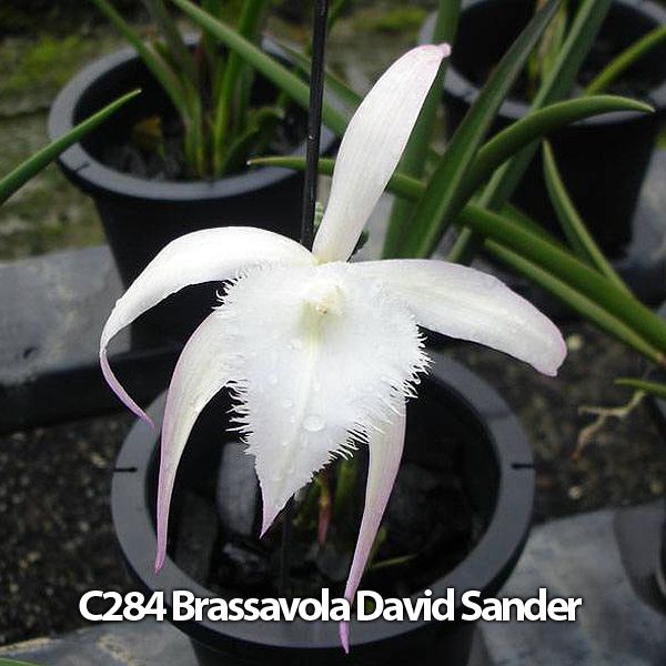 Pack Cattleya Orchid Plant SEEDLING SIZE  