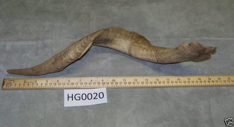 Goat Horn, Exotic Texas Trophy Hunts HG0020  