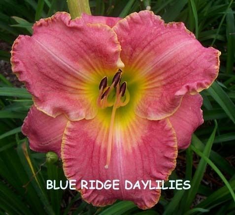 TIMELESS ROMANCE   DF   L3G   Salter 1996   DAYLILY  