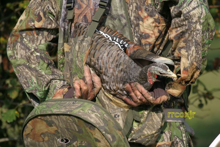 ZINK CALLS LCD AVIAN X BREEDER HEN COLLAPSIBLE MOTION TURKEY DECOY 