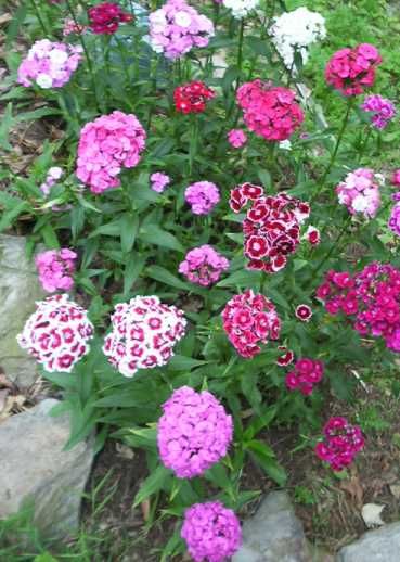 SWEET WILLIAM Dianthus Barbatus 500 Seeds  