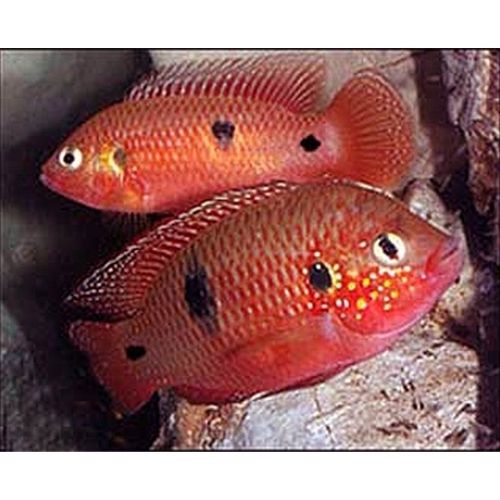 10 LIVE FISH TROPICAL JEWEL CICHLID AFRICAN ORANGE/RED FRESH WATER 