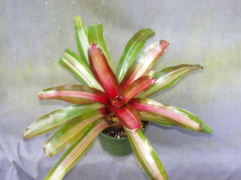 NEOREGELIA ZOE, SHOWY VARIEGATED FIREBALL BROMELIAD  