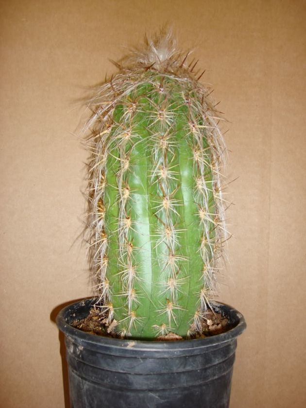 100 seeds (Oreocereus Trollii) Old man cactus  