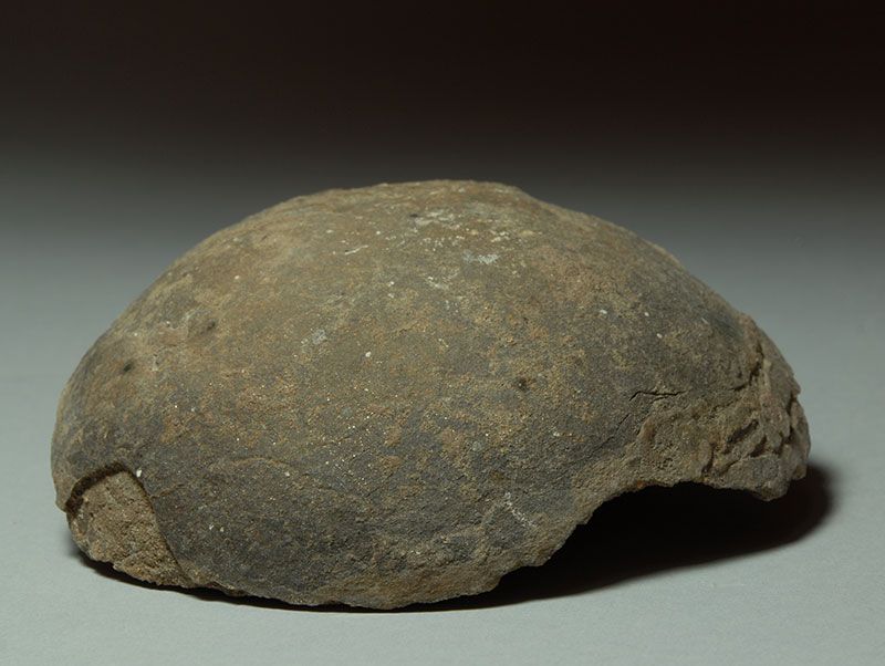 Fossilized Dinosaur Egg Hadrosaur fossil  