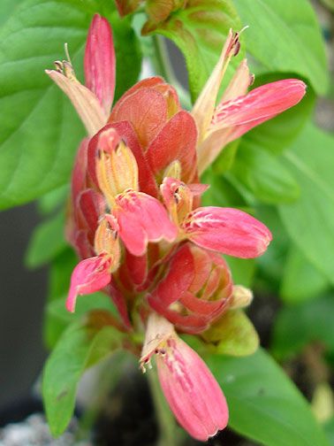   brandegeana, RED SHRINP PLANT, Easy & Everblooming, ~PLANT~  