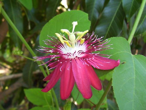 Red passion flower vine Passiflora Lady Margaret PLANT  