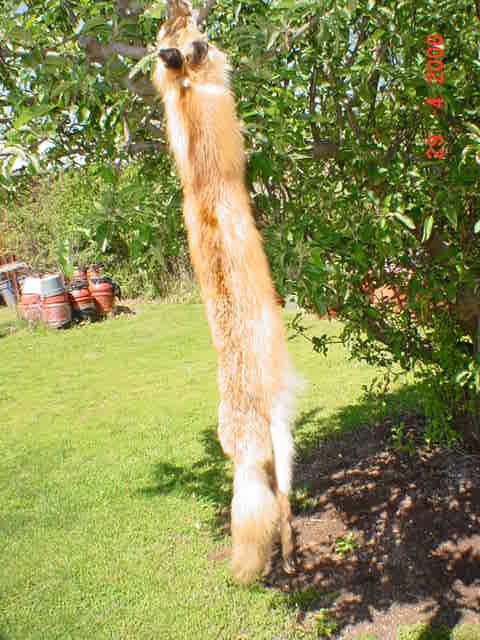 Red fox w/ ft garment tanned trap wild fur skin hide NR  