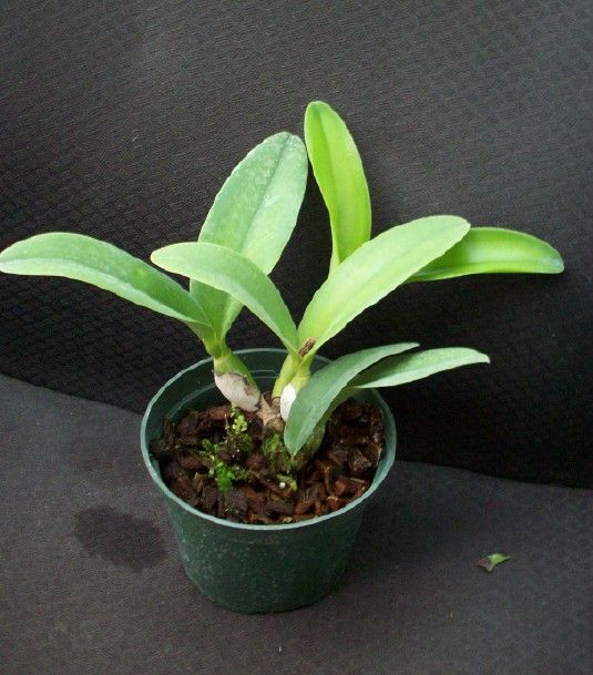 SEA BREEZE FELLRATHS PRIDE ~BLUE~ CATTLEYA Orchid Plant  