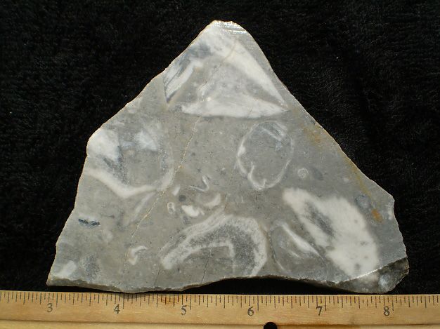 Fossil Stone Slab Mexico Cabbing Lapidary Gemstone Cabochon Rough 