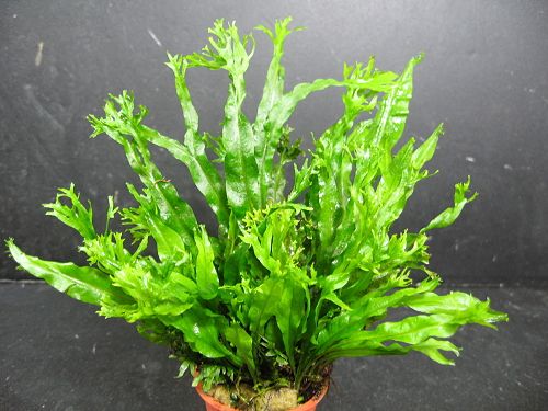 2x Windelovs JAVA FERN   live aquarium plant fish tank  